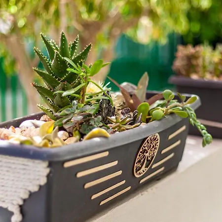 Daire Cactus Maspalomas (Gran Canaria)