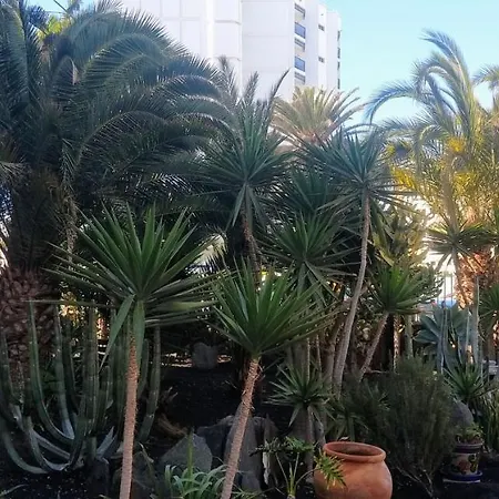 Cactus * Maspalomas (Gran Canaria)