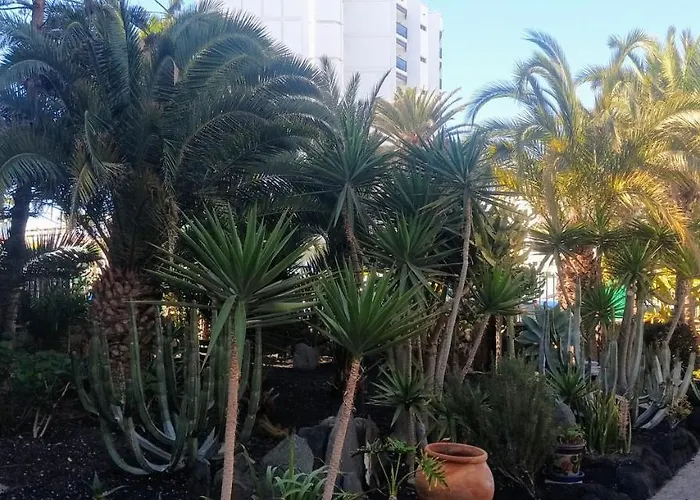 Cactus * Maspalomas (Gran Canaria)